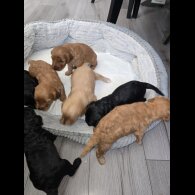 Cockapoo - Both