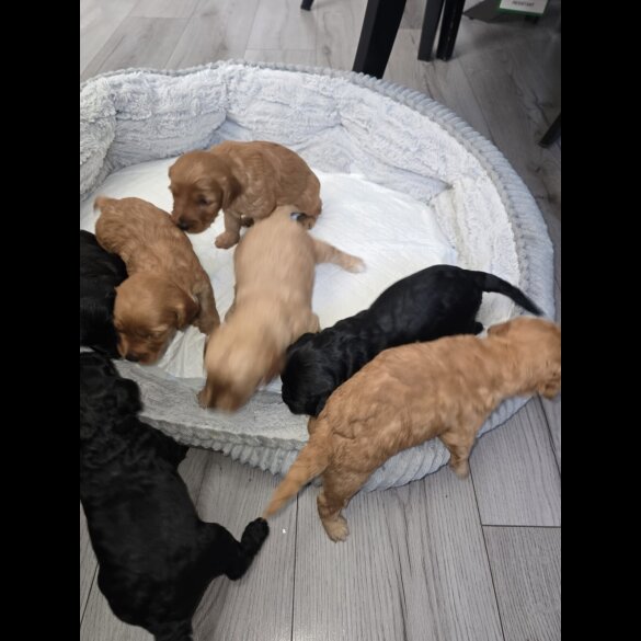 Cockapoo - Both