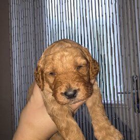 Cockapoo - Both