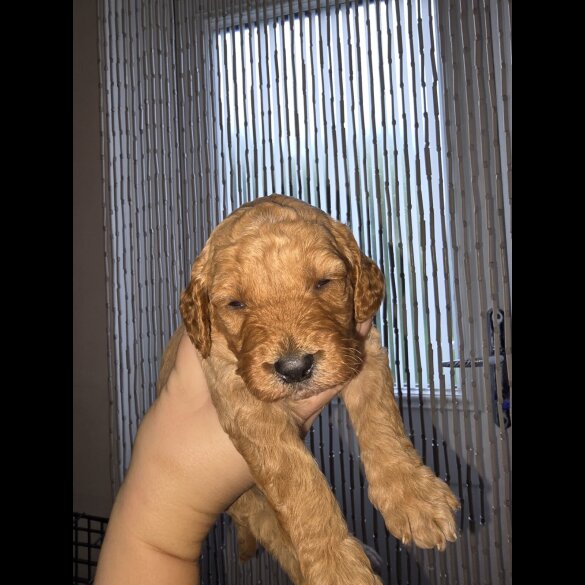 Cockapoo - Both