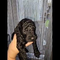 Cockapoo - Both