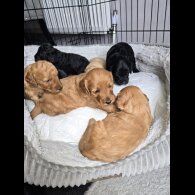 Cockapoo - Both