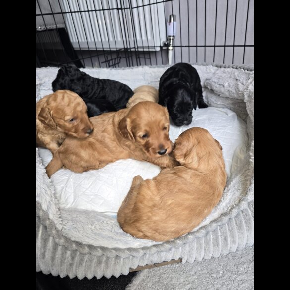 Cockapoo - Both