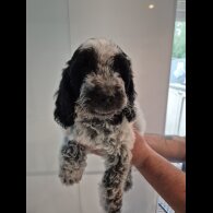 Cockapoo - Both