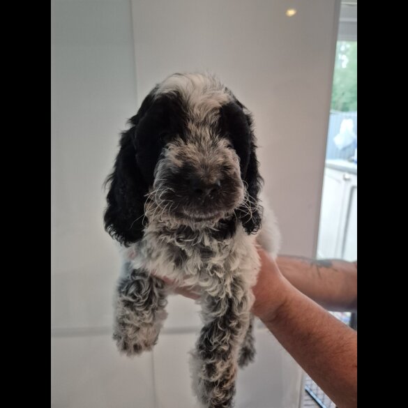 Cockapoo - Both
