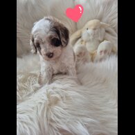 Cockapoo - Both