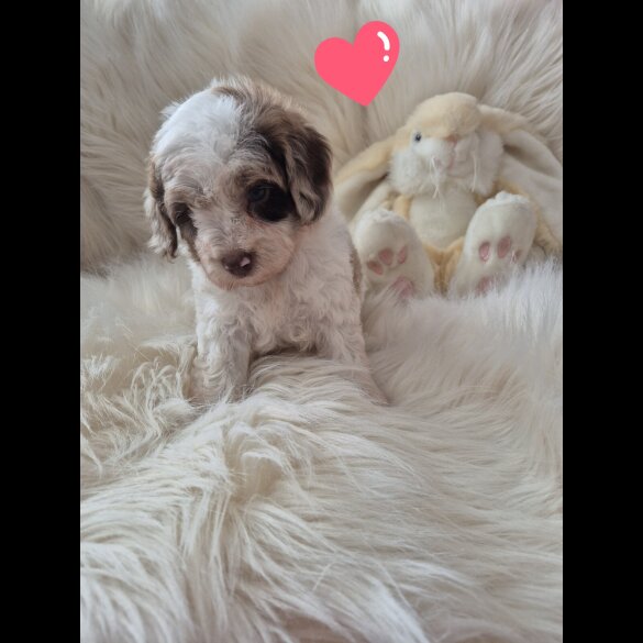 Cockapoo - Both