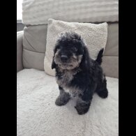 Cockapoo - Both