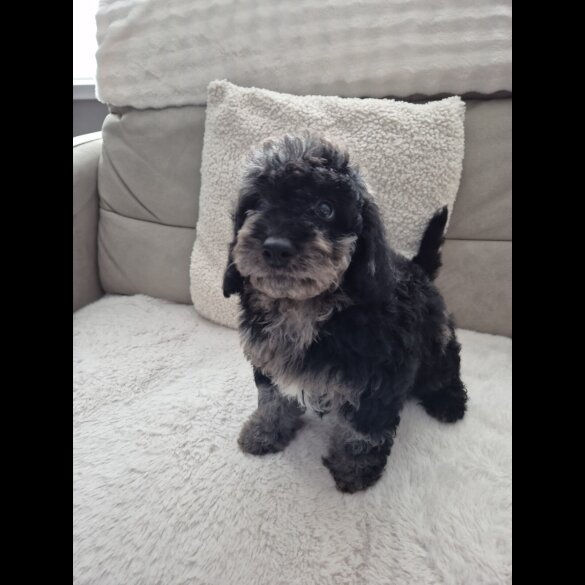 Cockapoo - Both