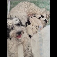 Cockapoo - Both
