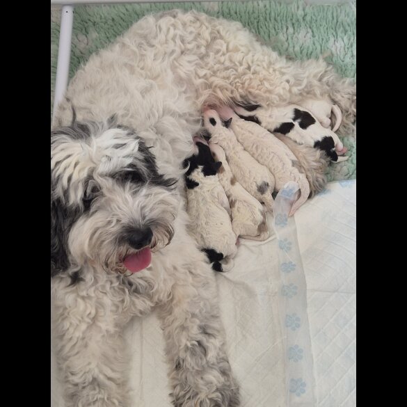 Cockapoo - Both