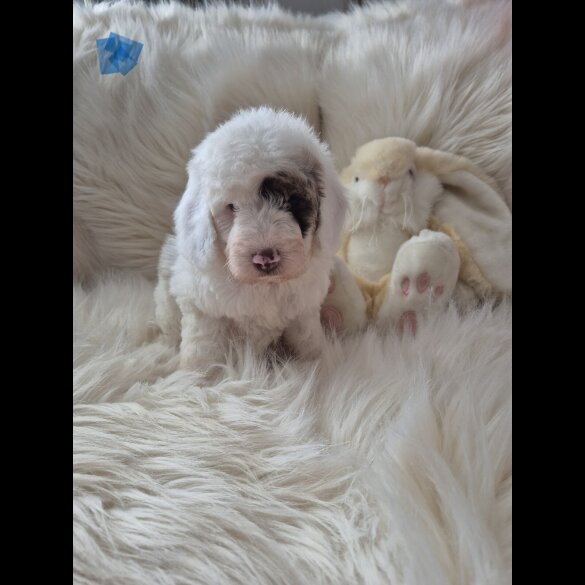Cockapoo - Both
