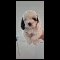 Cockapoo - Both