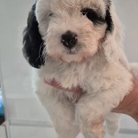 Cockapoo - Both