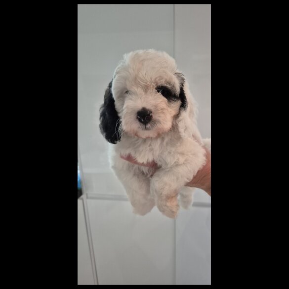 Cockapoo - Both