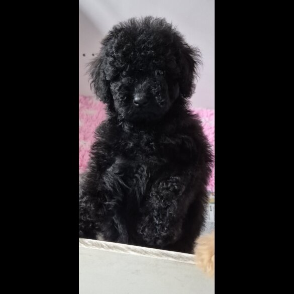 Cockapoo - Both