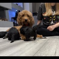 Labradoodle - Both