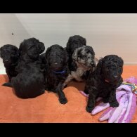 Labradoodle - Both