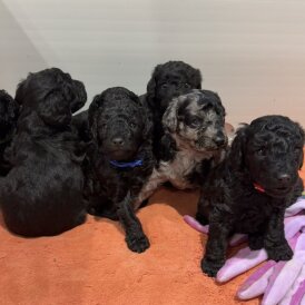 Labradoodle - Both