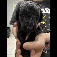 Labradoodle - Both