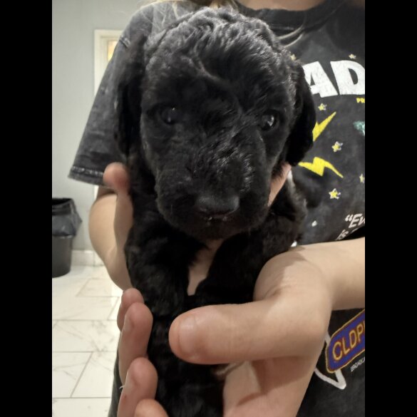 Labradoodle - Both