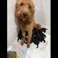Labradoodle - Both