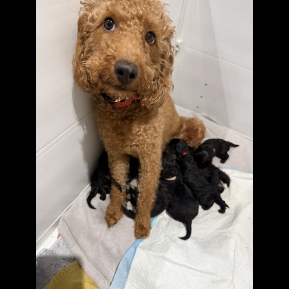 Labradoodle - Both