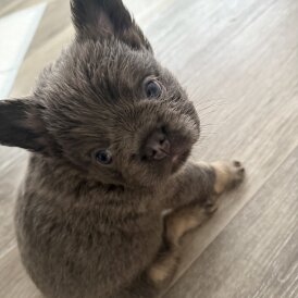French Bulldog - Both