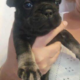 French Bulldog - Both