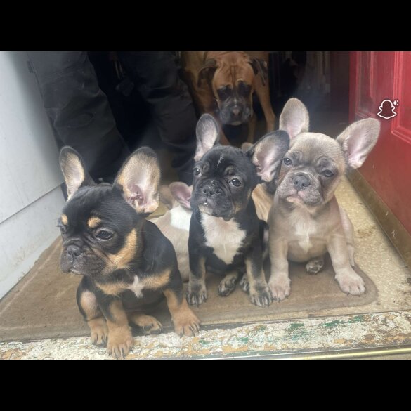 French Bulldog - Bitches