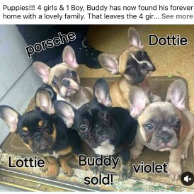 French Bulldog - Bitches