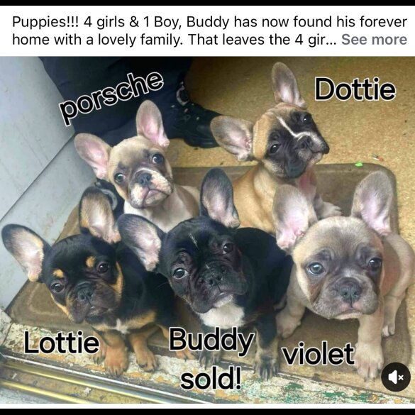 French Bulldog - Bitches