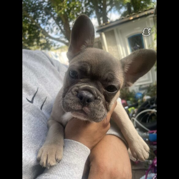 French Bulldog - Bitches
