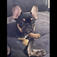 French Bulldog - Bitches