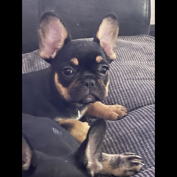 French Bulldog - Bitches