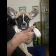 French Bulldog - Bitches