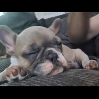 French Bulldog - Bitches