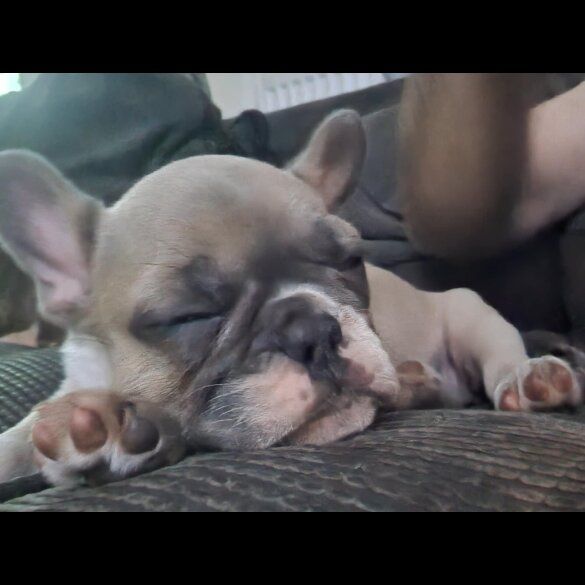 French Bulldog - Bitches