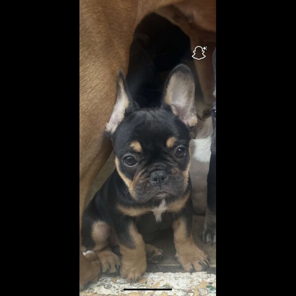French Bulldog - Bitches