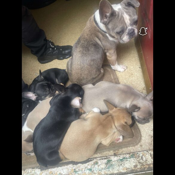 French Bulldog - Bitches