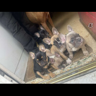 French Bulldog - Bitches