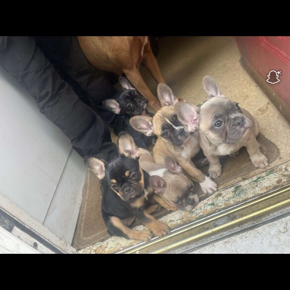 French Bulldog - Bitches