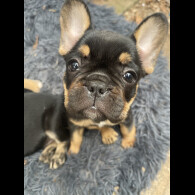 French Bulldog - Bitches
