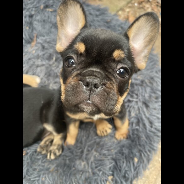 French Bulldog - Bitches