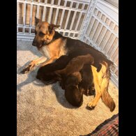 German Shepherd (Alsatian) - Both