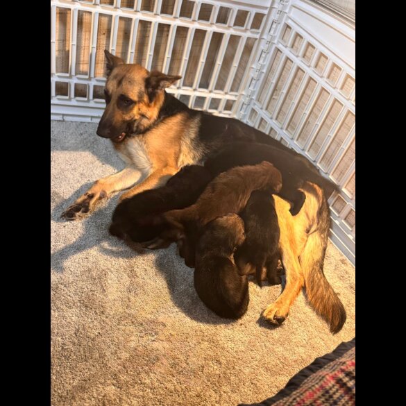 German Shepherd (Alsatian) - Both