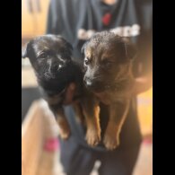 German Shepherd (Alsatian) - Both