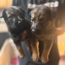 German Shepherd (Alsatian) - Both