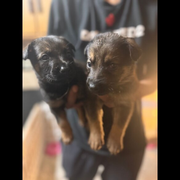 German Shepherd (Alsatian) - Both
