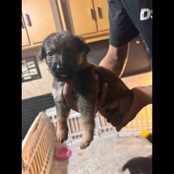German Shepherd (Alsatian) - Both